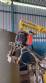 Low pressure polyurethane injector Fibermaq